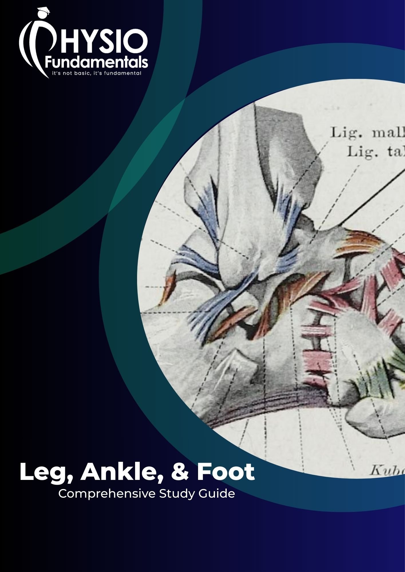 Working Leg, Ankle, & Foot